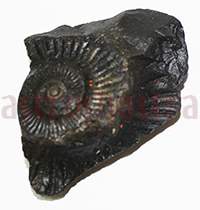 Shaligram 10775 45gm
